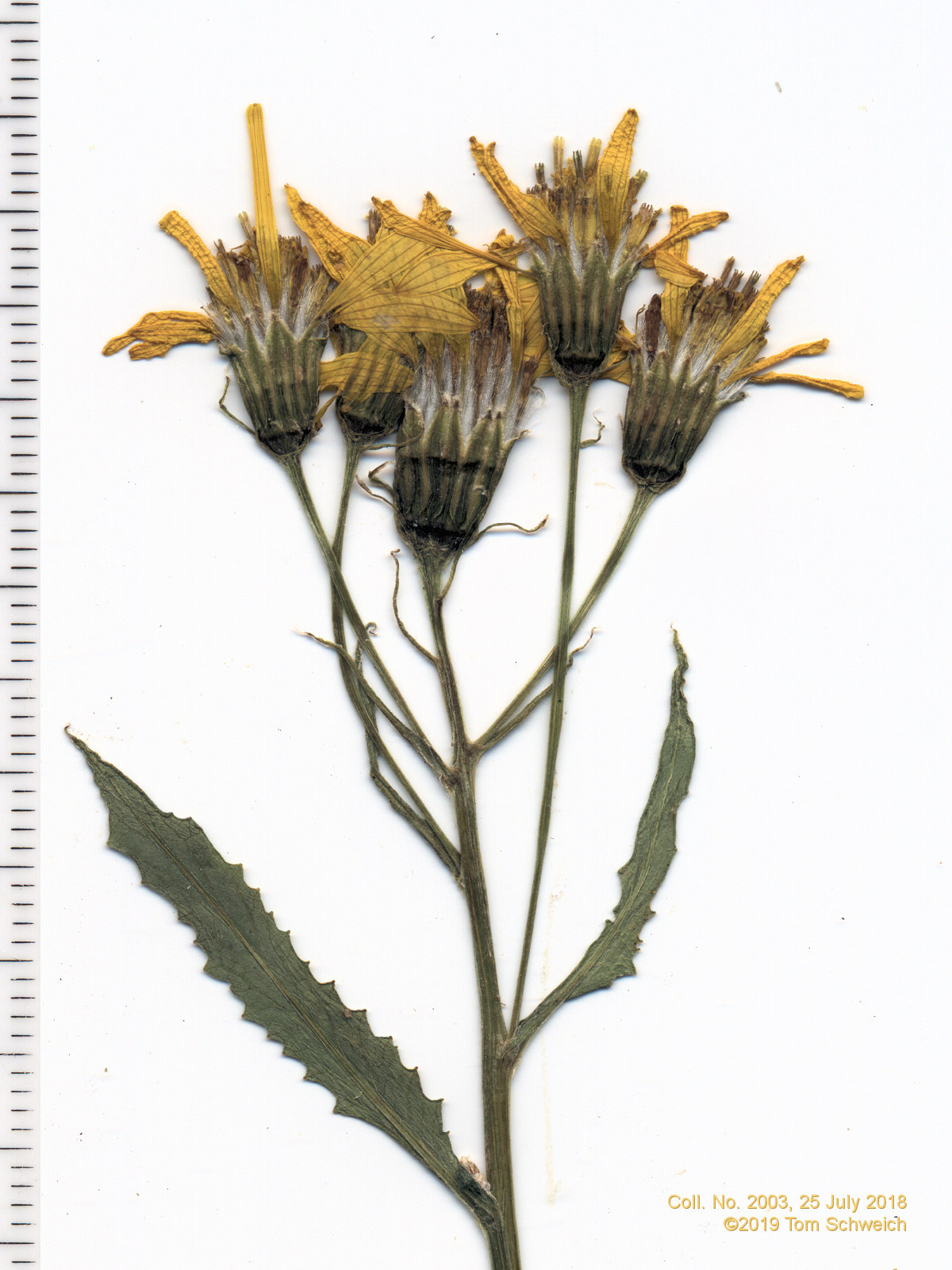 Asteraceae, Senecio triangularis