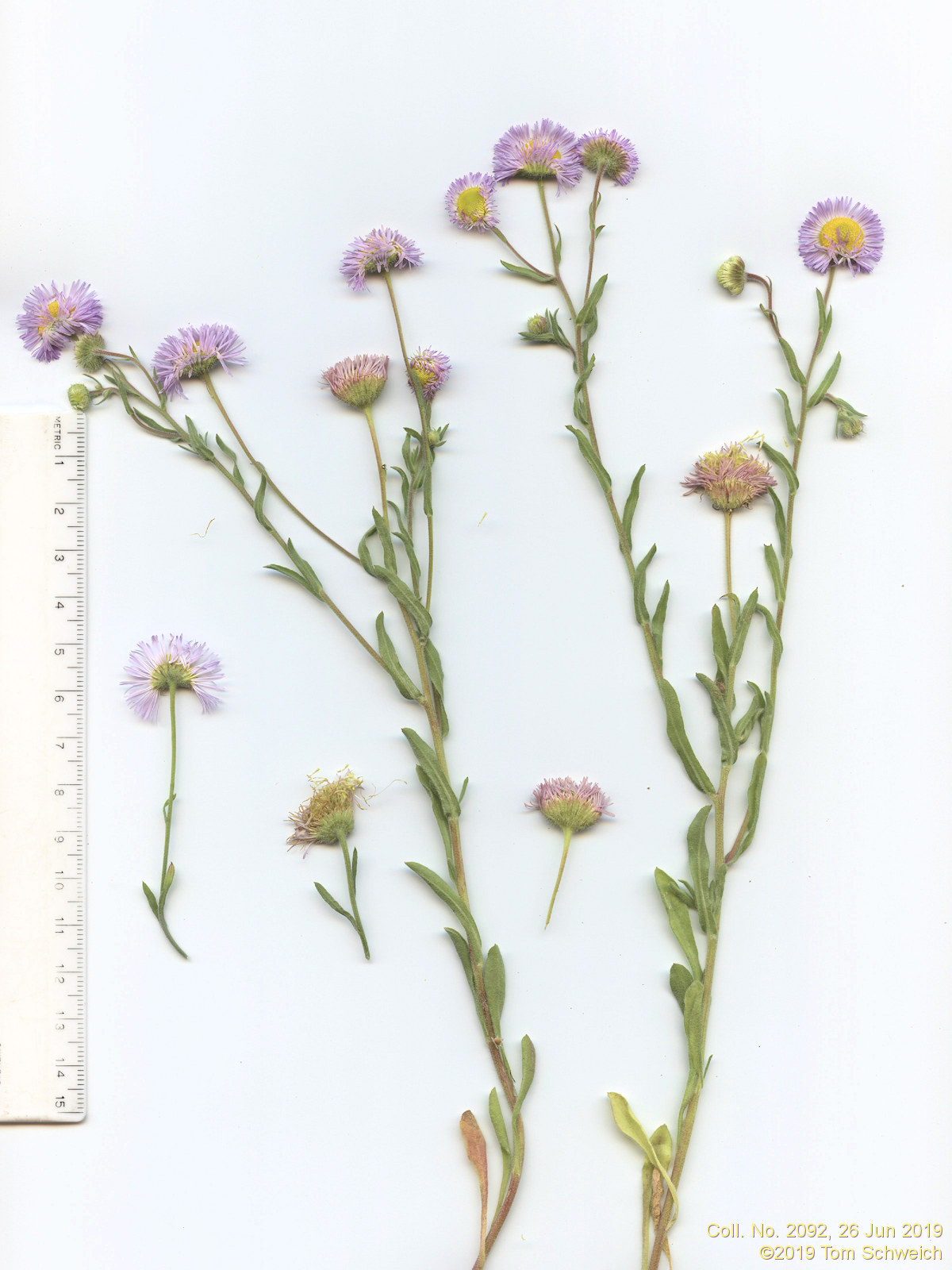 Asteraceae, Erigeron divergens