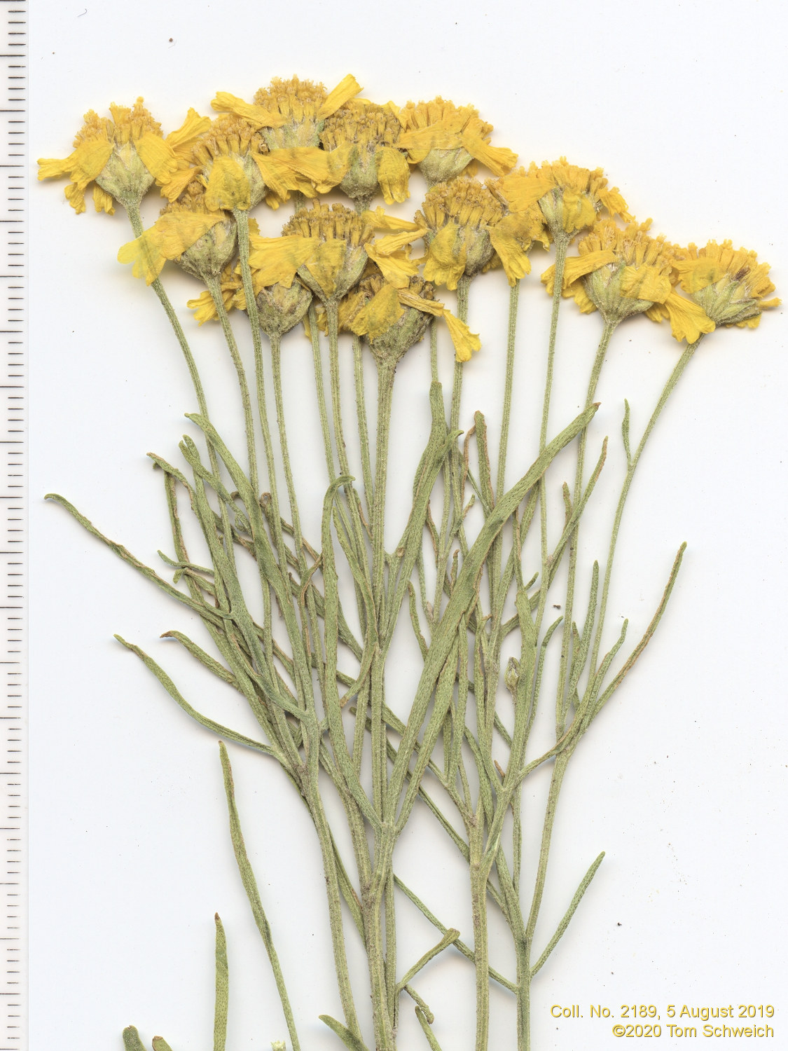 Asteraceae, Hymenoxys richardsonii floribunda