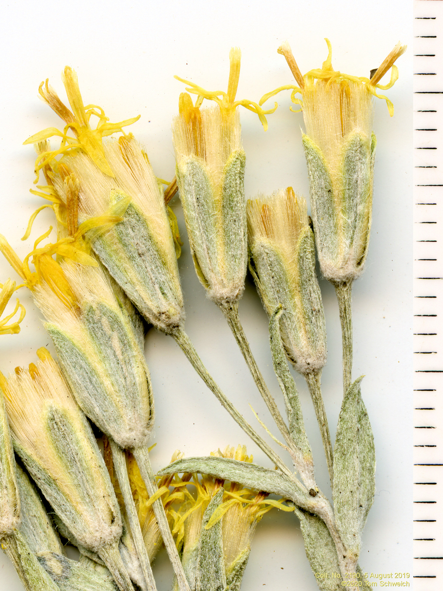 Asteraceae, Tetradymia canescens