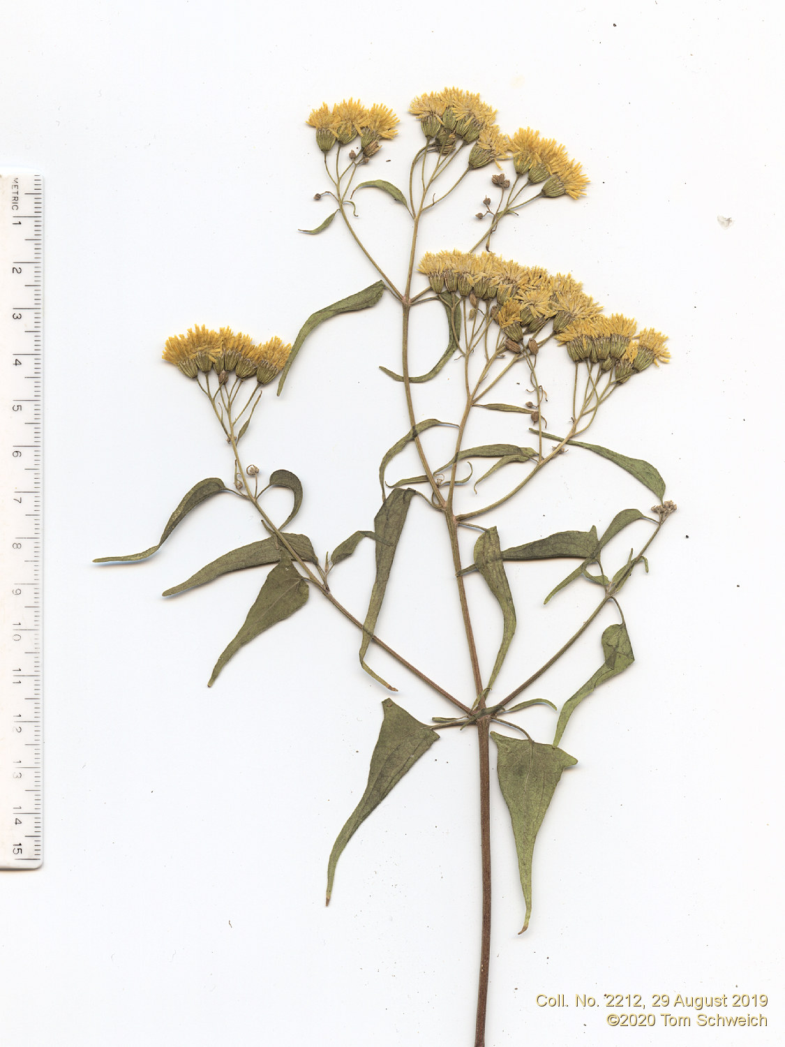 Asteraceae, Pericome caudata