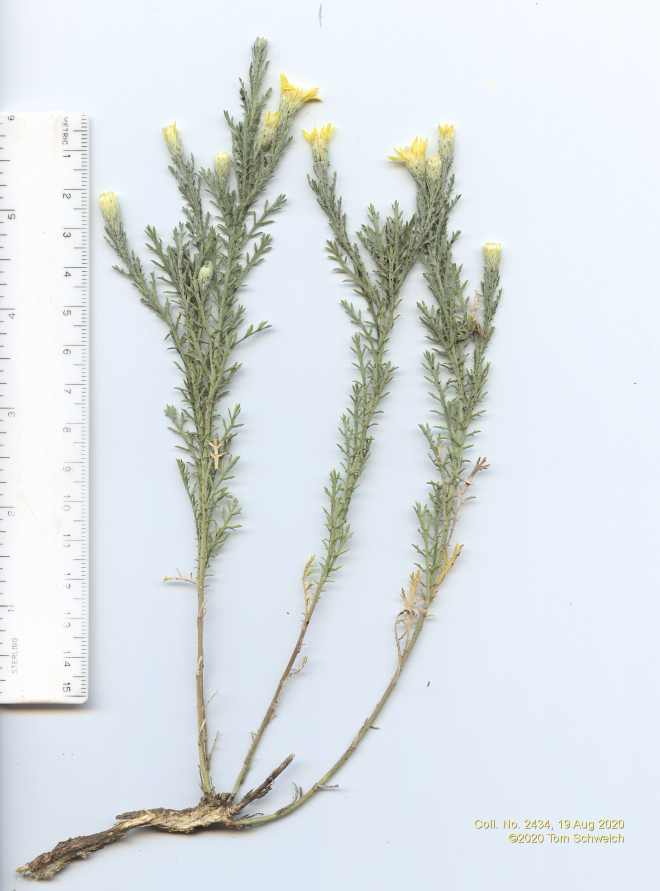 Asteraceae, Xanthisma spinulosum