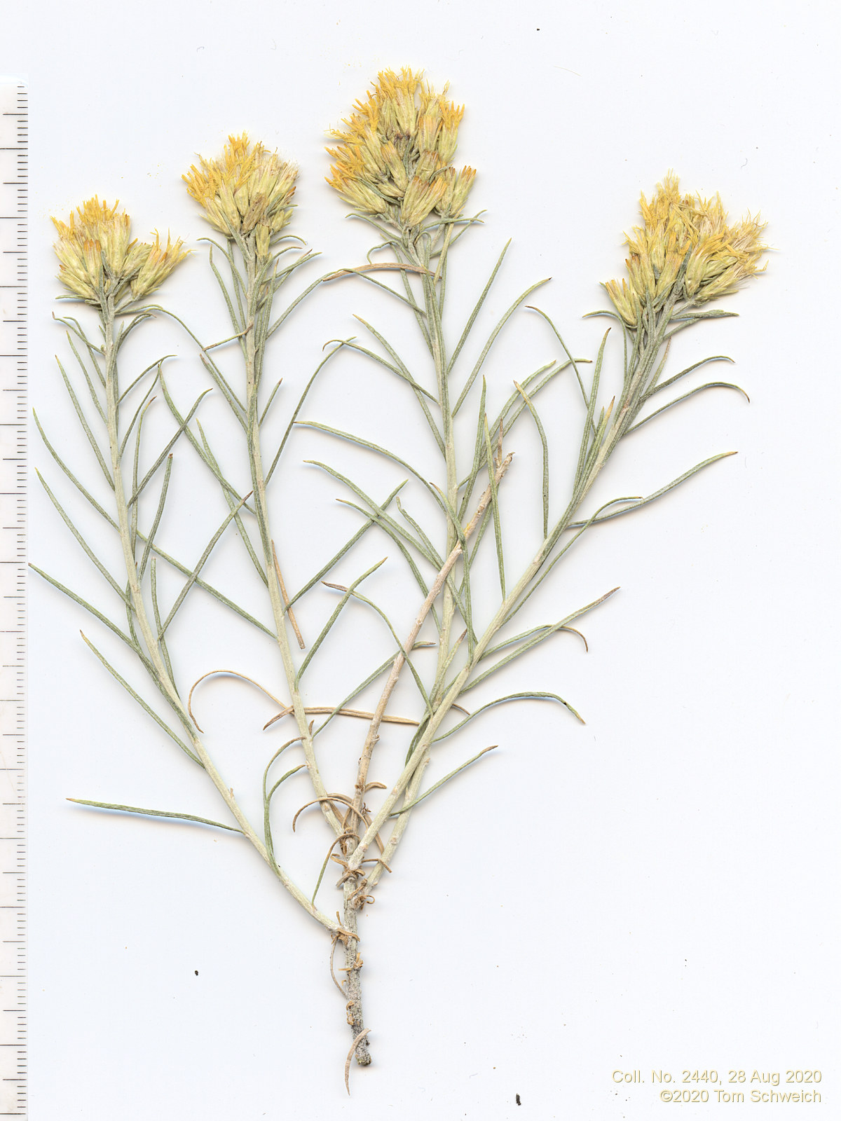 Asteraceae, Ericameria nauseosa nauseosa