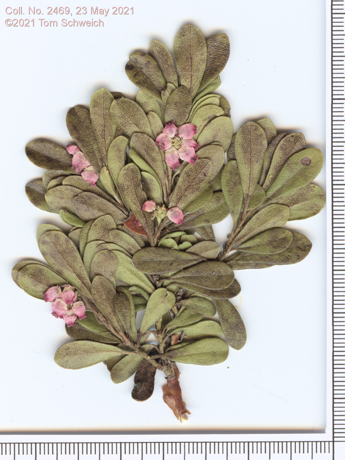 Ericaceae Arctostaphylos uva-ursi
