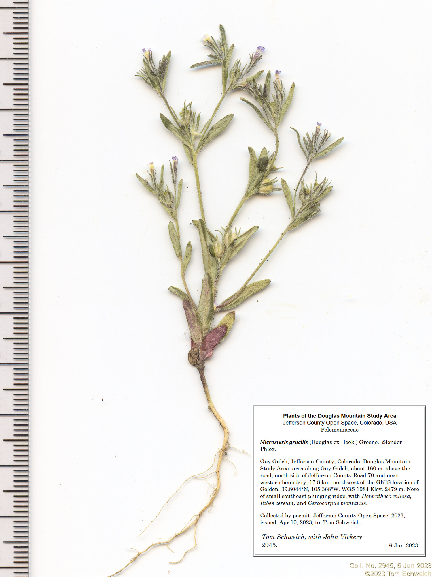 Polemoniaceae Microsteris gracilis