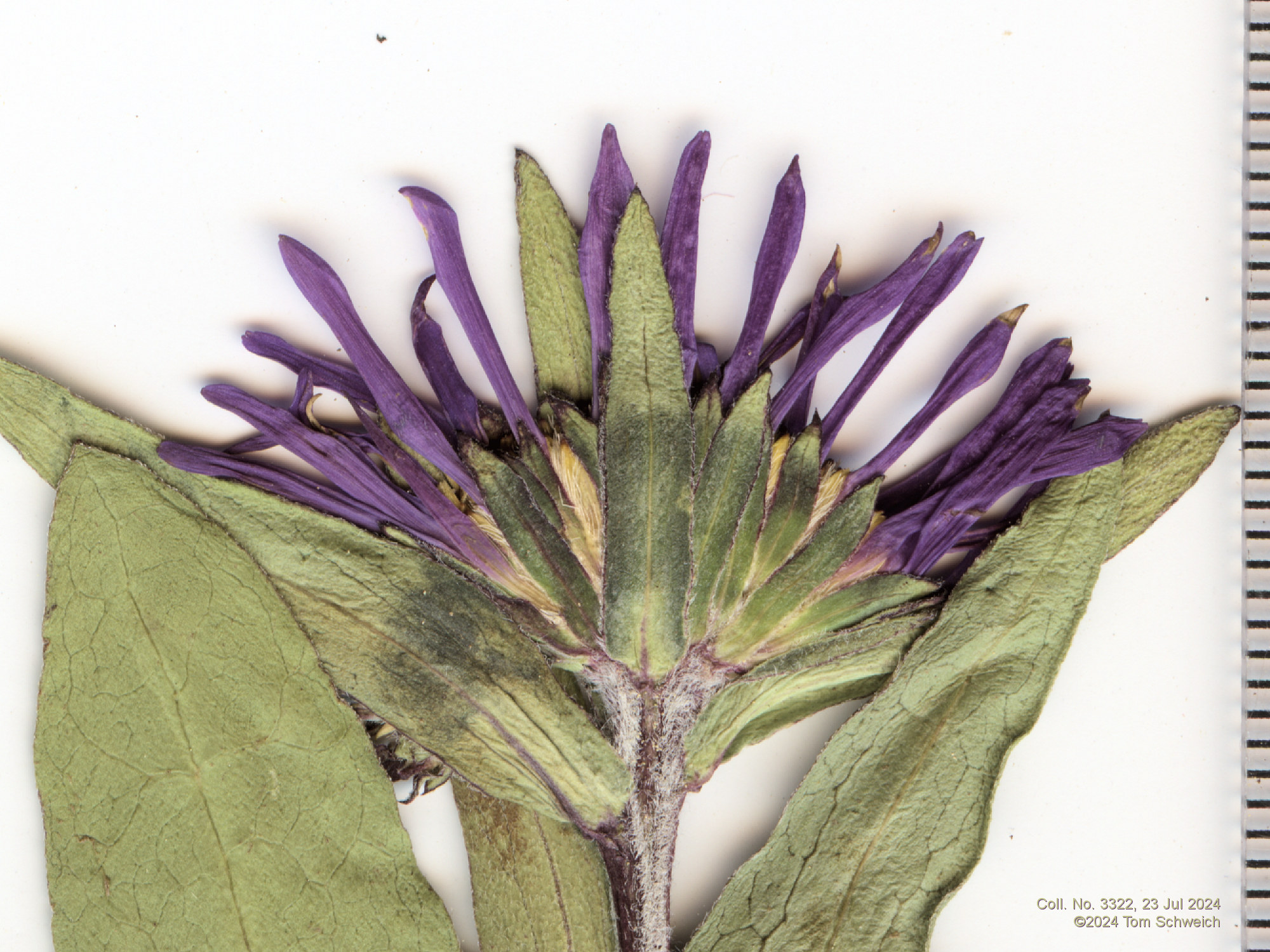 Asteraceae, Symphyotrichum foliaceum apricum
