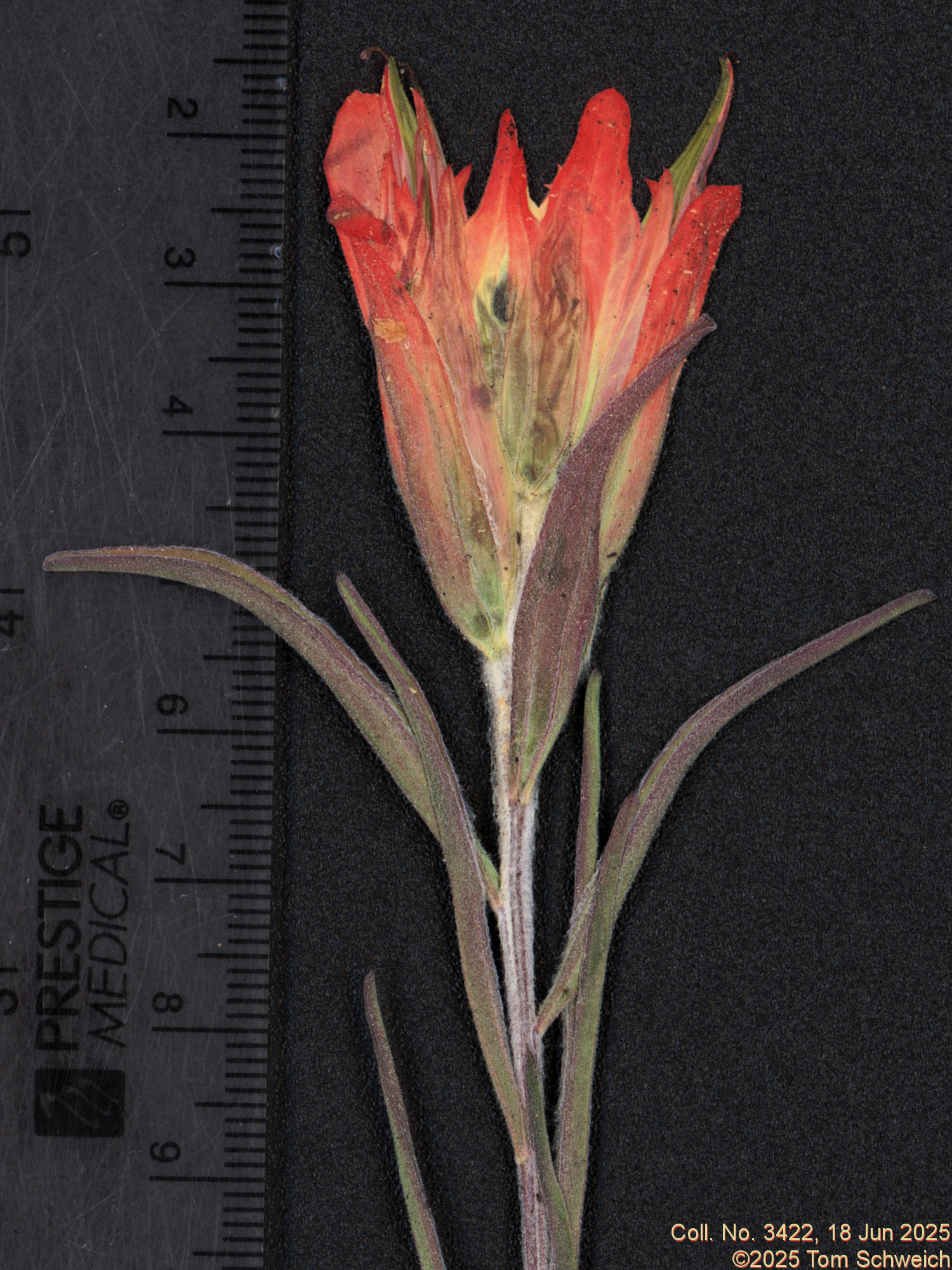 Orobanchaceae, Castilleja integra