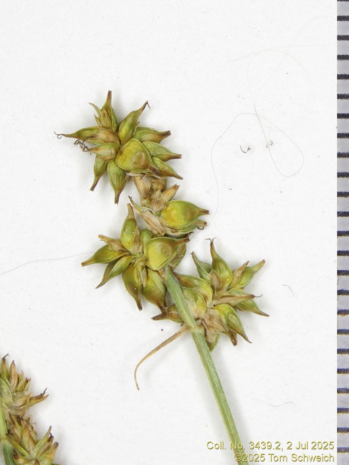 Cyperaceae, Carex interior