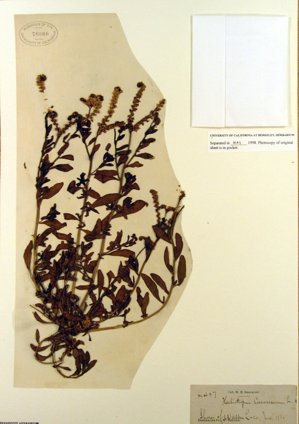 Boraginaceae Heliotropium curassavicum